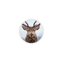 sticker foto rendier
