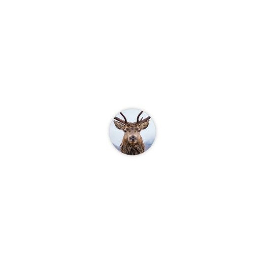sticker foto rendier